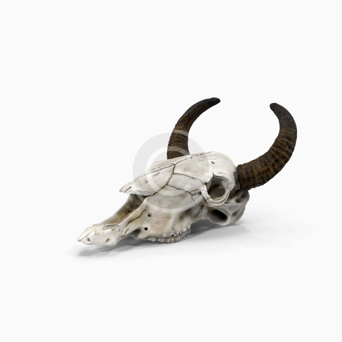 product-12-copyright